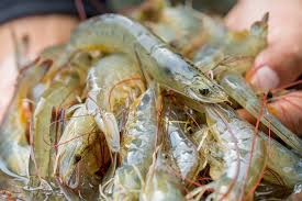 Uma imagem impressionante