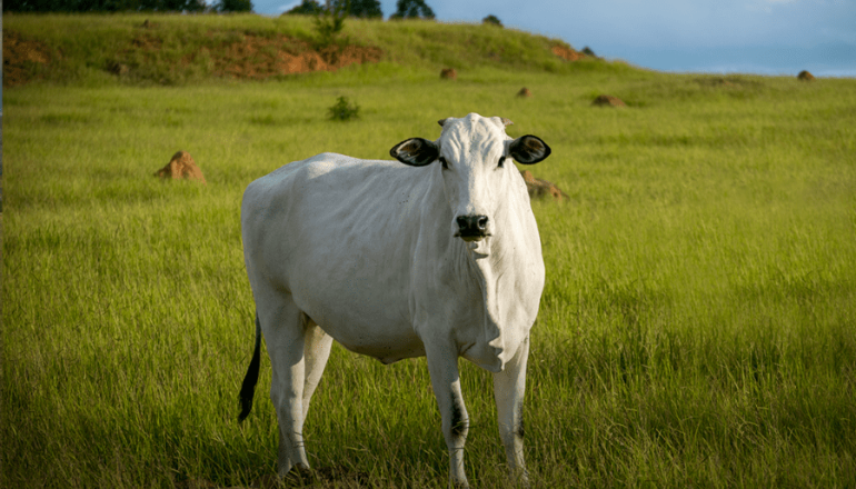 Uma imagem impressionante